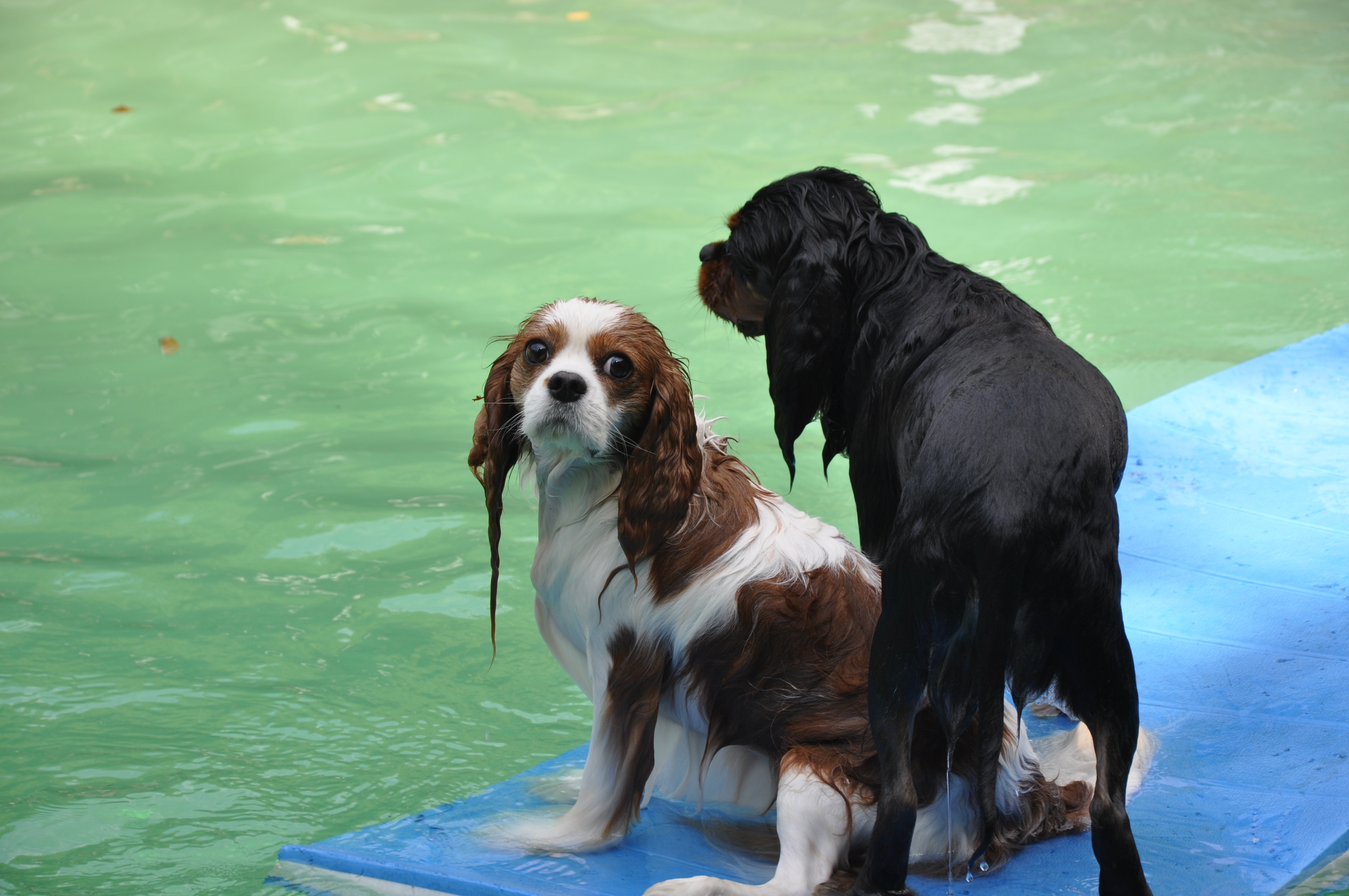 Sampson and Delilah Swimming 008.jpg